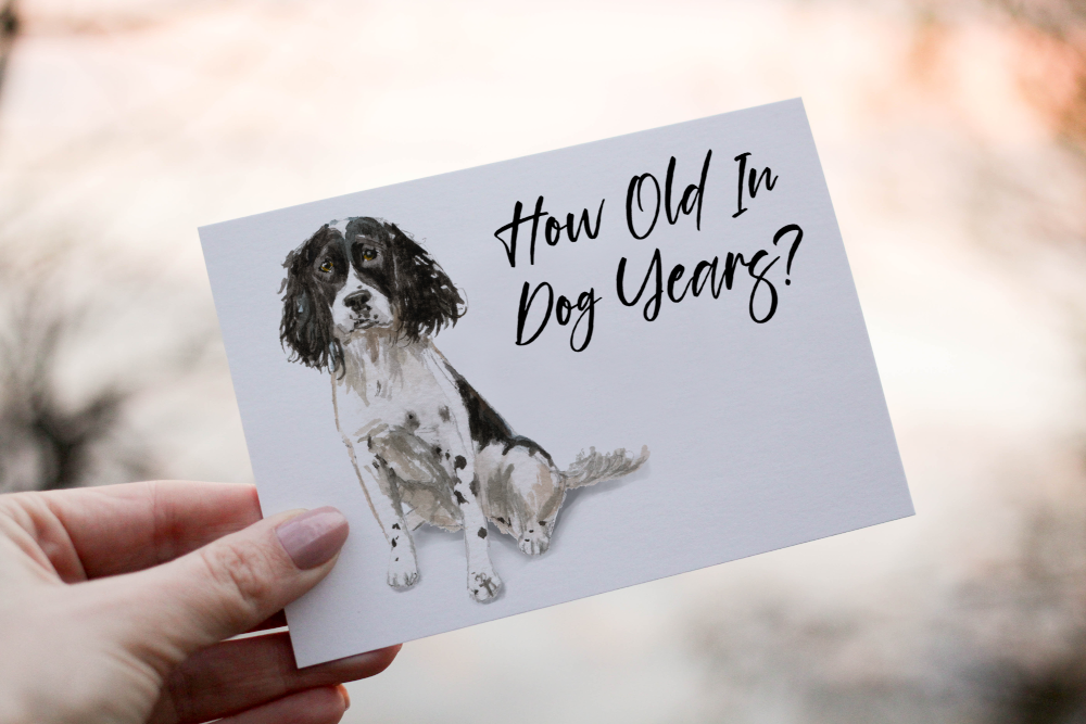 English Springer Spaniel Birthday Card, Dog Birthday Card